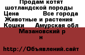 Продам котят шотландской породы › Цена ­ 2 000 - Все города Животные и растения » Кошки   . Амурская обл.,Мазановский р-н